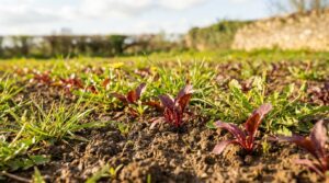 Adventice : l'invasion annuelle qui menace la culture de la betterave