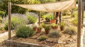 Comment sauver votre coin de jardin ensoleillé de la sécheresse cet été : 4 astuces simples