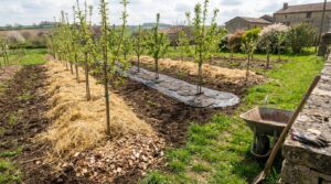 Paillage organique ou artificiel : quelles solutions choisir pour les jeunes arbres fruitiers du verger au printemps ?