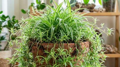 découvrez le chlorophytum, cette plante envahissante souvent confondue avec un bébé chlorophytum, qui colonise rapidement vos pots. apprenez à l'identifier et à la maîtriser pour garder vos plantations sous contrôle.