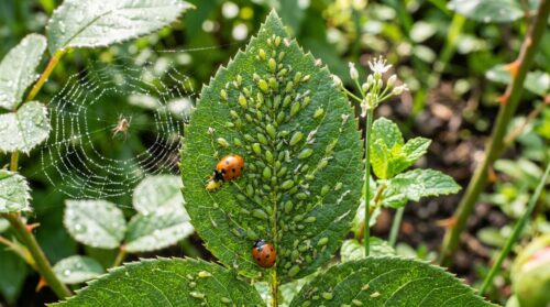 découvrez 5 astuces naturelles de jardinier pour lutter contre les pucerons et protéger vos récoltes efficacement, sans utiliser de pesticides chimiques.