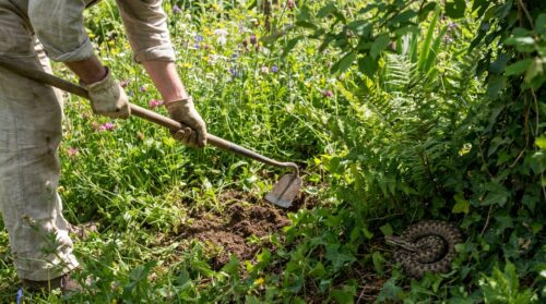 Un réflexe négligé en désherbant peut accroître le danger de morsure de vipère